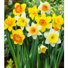 Нарцис All Types Mixed