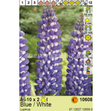 Лупина синьо- бяла -Lupinus Blue/White - 2 бр