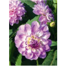 Далия Blue Wish/ Dahlia decorative - 1 брой