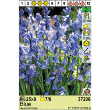 Лъжезюмбюл / Hyacinthoides Hispanica Blue - пакет: 1 оп.- 8 бр.
