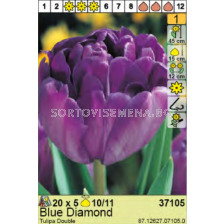 Лале/ Tulipa Blue Diamond - пакет: 1 оп. - 5 бр.