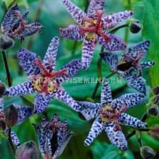 Трициртис / Tricyrtis Blue Spotted / 1 бр