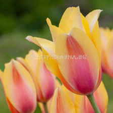 Лале/ Tulip single late 'Blushing Lady - 1 бр.