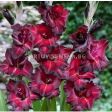 Гладиол/ GLADIOLUS Black Star - 1 бр.