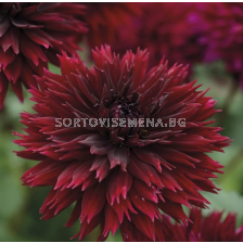 Далия 'Black Touch/ Dahlia fimbriated - 1 брой