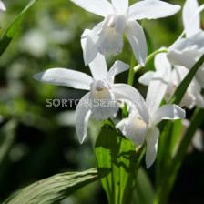 Земна орхидея /Bletilla striata 'Alba'/ 1 бр