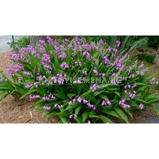 Bletilla striata pink 1 бр.