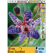 Трициртис Blue Spotted - 1 опаковка - 3 броя