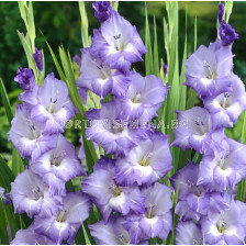 Гладиол/ Gladiolus large-flowered  'Blue Storm' 12/14 - 1 бр.