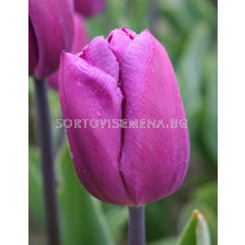 Лале triumph Blue Beauty 11/12 - sortovisemena.bg Лале triumph Blue Beauty 11/12