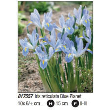Ирис/ Iris reticulata Blue Planet: Пакет- 1 оп. - 10 бр.