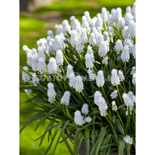 Мускари Siberian Tiger/ 1 бр