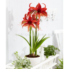 Амарилис Bogota/ Hippeastrum spider  - 1 брой