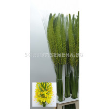 Еремурус/ Eremurus Bolero - 1 бр.