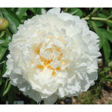 Божур/ LACTIFLORA PAEONIA Bowl Of Cream - 1 бр.