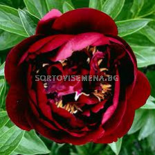 Божур (Peony) Buckeye belle 