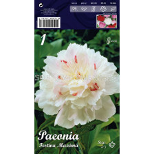 Божур (Peony) Festiva Maxima (Ароматен)