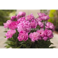 Божур Rome - Peony Rome