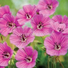 Здравец / Geranium Barnsley / 1 бр 