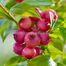 Боровинка (Vaccinium Corymbosum Pink Lemonade)