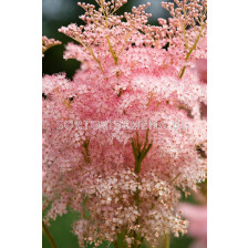 Обикновено орехче / Filipendula Venusta / 1 бр