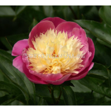 Божур  Bowl of Beauty - Peony Bowl of Beauty