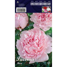 Божур Розов - Peony Pink