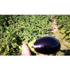 Патладжан Черна ПерлаF1-Black Pearl F1 (стандартен)- 500 бр. семена