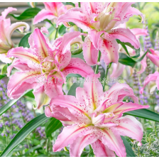 Лилиум Broken Heart/ Lilium oriental - 1 брой