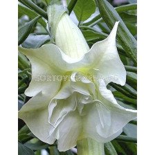 Бругманзия (Brugmansia Double Angel's) – бяла	