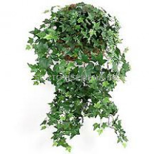 Бръшлян, хедера (Hedera)