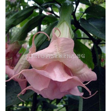 Бругманзия (Brugmansia Double Angel's) – розова