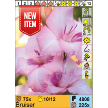 Гладиол Bruiser/ Gladiolus - 1 бр.