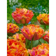 Лале /Tulip Royal Centennial/ 11/12