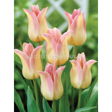 Лале /Tulip 'Elegant Lady'/ 1 бр