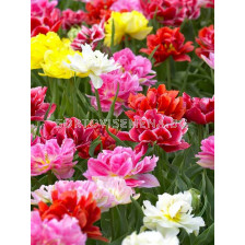 Лале /Tulips double early 'Murillo' mix/ 1 бр
