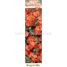 Бугенвилия - Оранжева