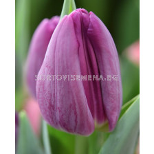 Лале /Tulip Bullit/ 11/12