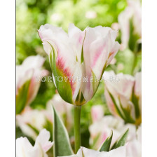 Лале/ Tulip viridiflora Blushing Artist - 1 бр.