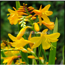 Крокосмия Buttercup/ Crocosmia crocosmiiflora - 1 брой