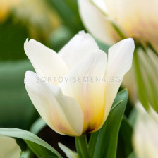 Лале Albion Star 1 бр