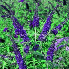 Будлея синя - Buddleja Davidii blue