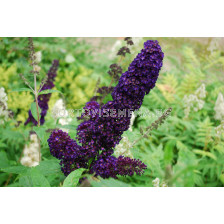 Будлея черна - Buddleja Davidii Black 