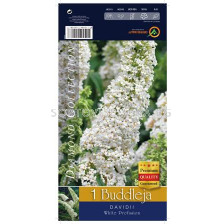 Будлея - бяла - Buddleja white