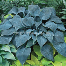 Хоста  Bullet Proof/ Hosta -  1 брой