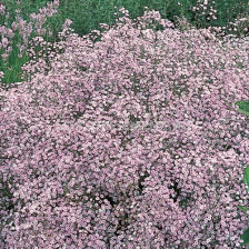 Гипсофила розова / Gypsophila paniculata pink / 1 оп ( 3 бр)