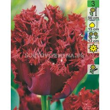 Лале Crispion Dark 1 бр