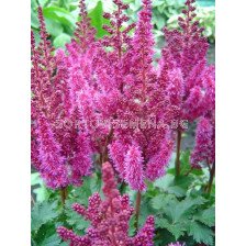 Астилбе - Astilbe Purple Rain - 1 бр