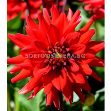 далия Border Cactus Red Pigmy