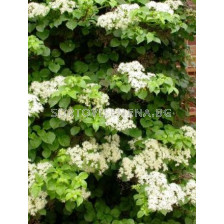 Хортензия - бяла - PP